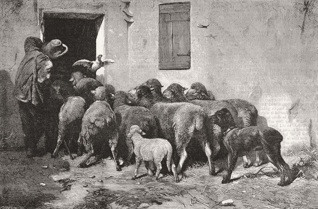 SHEEP. The return of the flock 1870 old antique vintage print picture